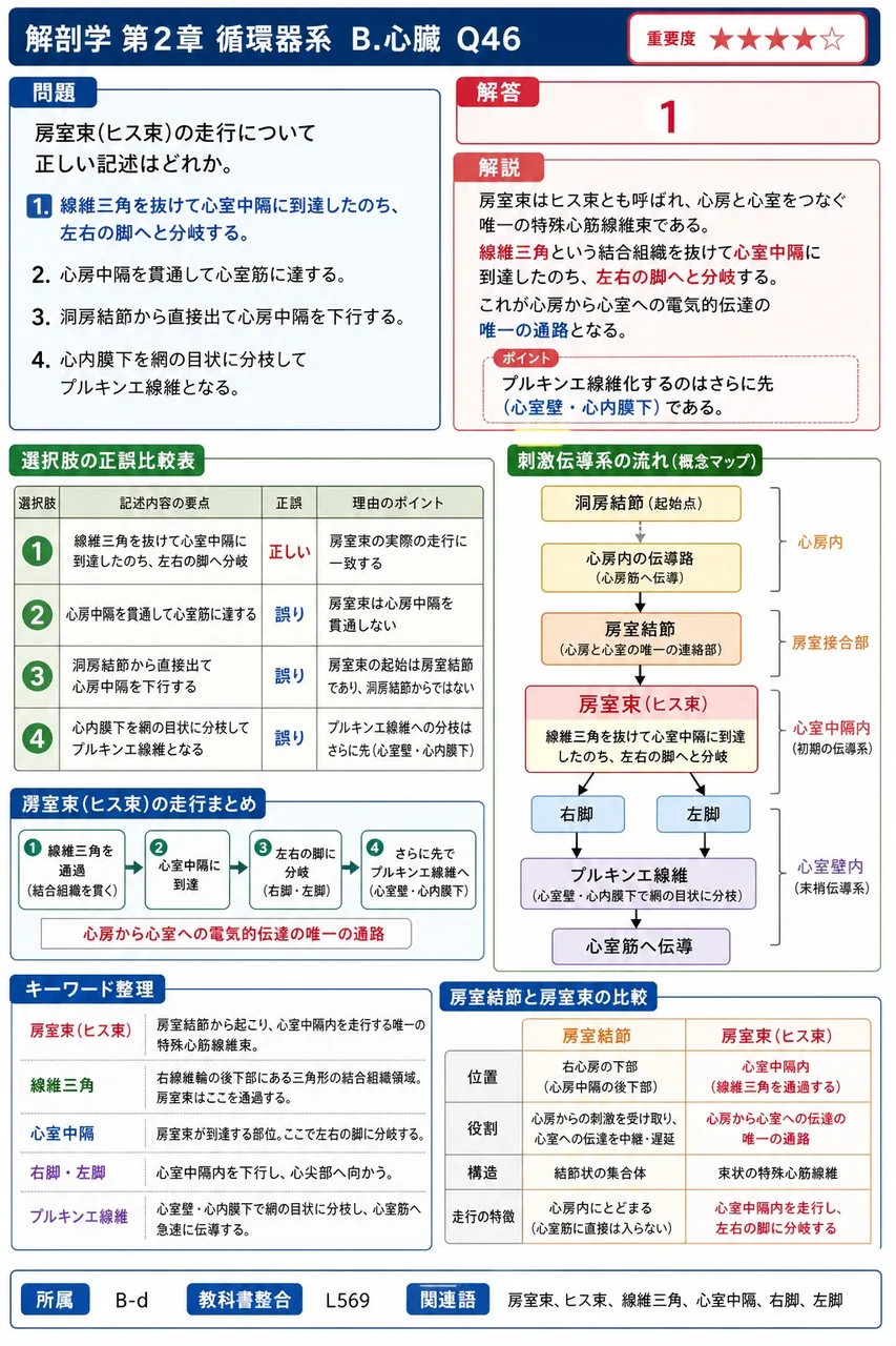 房室束(ヒス束)の走行について正しい記述はどれか。 解説図
