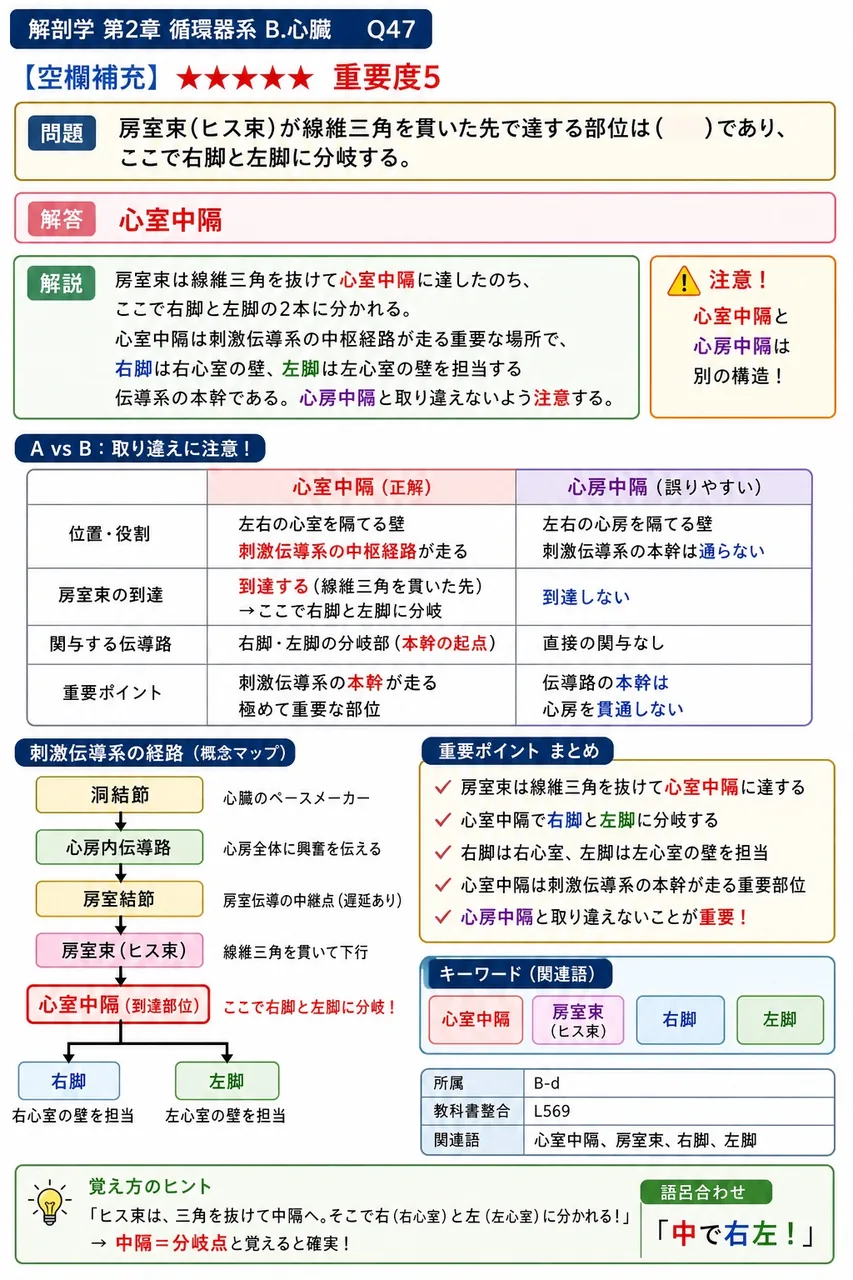 房室束(ヒス束)が線維三角を貫いた先で達する部位は( )であり、ここで右脚と左脚に分岐する。 解説図