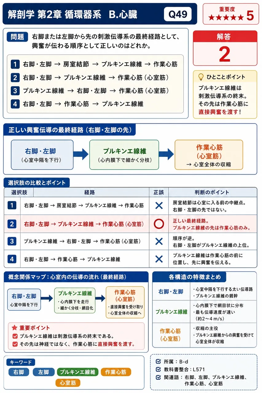 右脚または左脚から先の刺激伝導系の最終経路として、興奮が伝わる順序として正しいのはどれか。 解説図