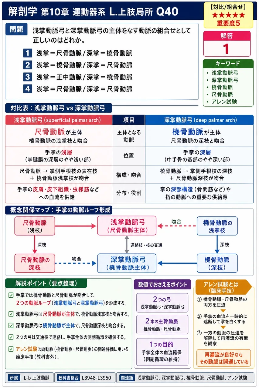 冠状動脈は( )の基部から左右1対で起始する。 解説図