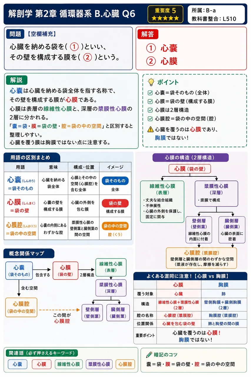 心臓静脈の伴行関係として正しい組合せはどれか。 解説図