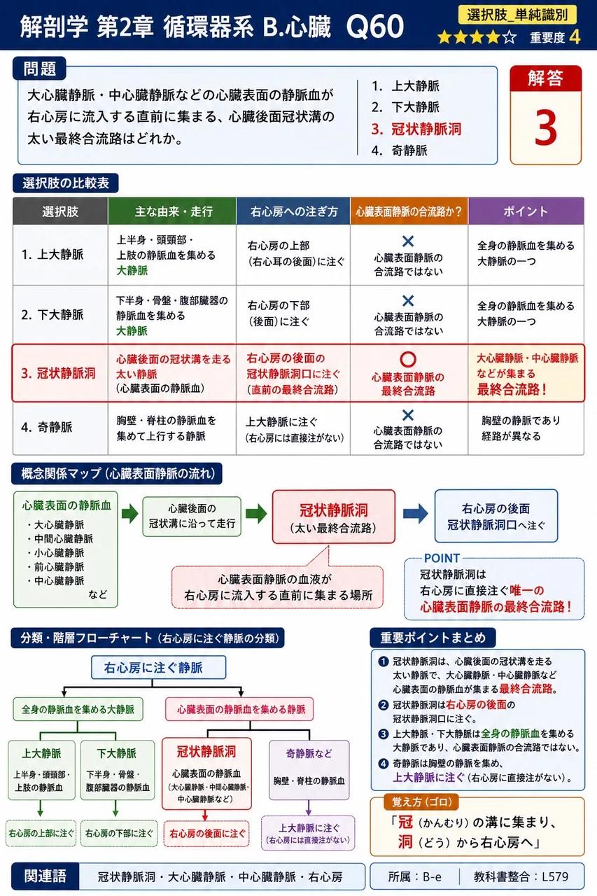 大心臓静脈・中心臓静脈などの心臓表面の静脈血が右心房に流入する直前に集まる、心臓後面冠状溝の太い最終合流路はどれか。 解説図