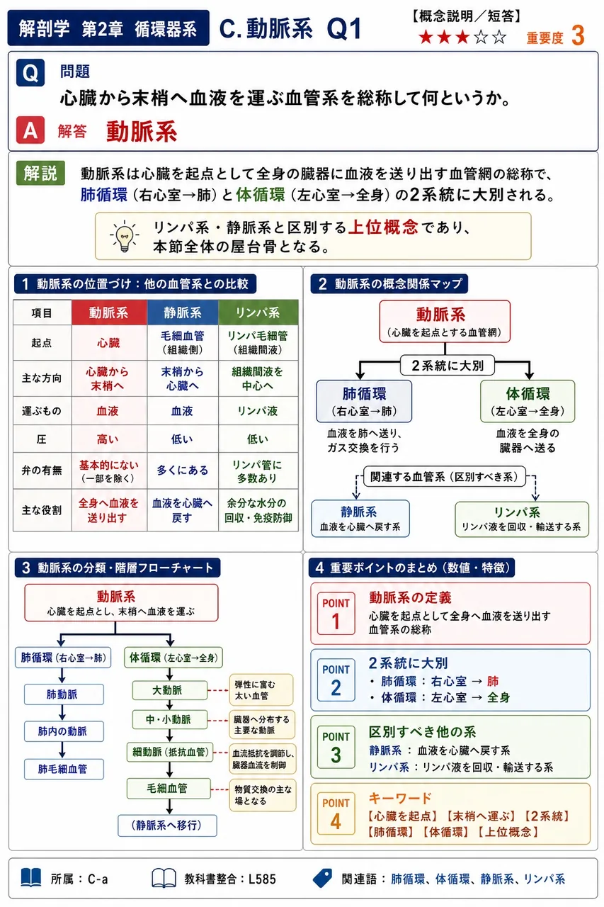 心臓から末梢へ血液を運ぶ血管系を総称して何というか。 解説図