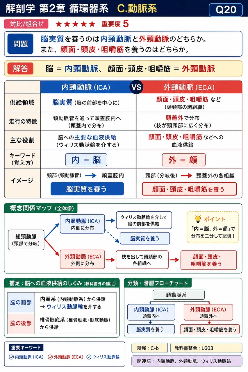 動脈系を機能の起点別に分けると、右心室を起点とする( 1 )循環の動脈系と、左心室を起点とする( 2 )循環の動脈系に二分される。 解説図