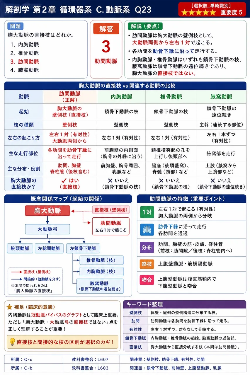 肺の機能血管はどれか。 解説図