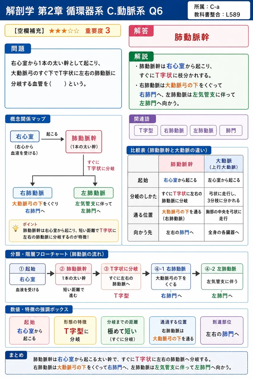 右心室から1本の太い幹として起こり、大動脈弓のすぐ下でT字状に左右の肺動脈に分岐する血管を( )という。 解説図