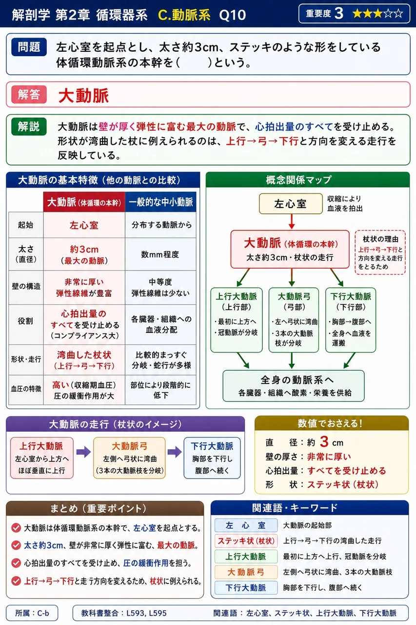 大動脈弓3枝の左右非対称性に関して正しいのはどれか。 解説図
