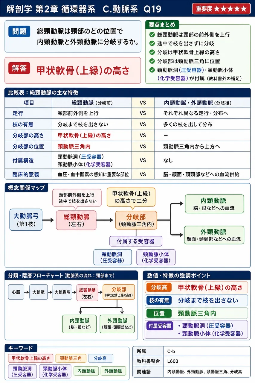 総頸動脈は頸部のどの位置で内頸動脈と外頸動脈に分岐するか。 解説図