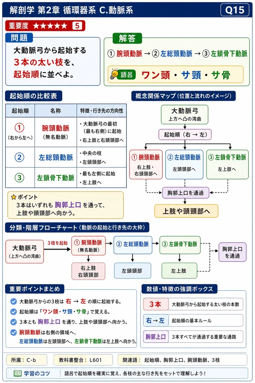 内胸動脈の起始と分布として正しいのはどれか。 解説図