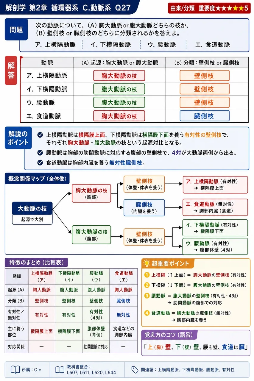 次の動脈について、(A)胸大動脈or腹大動脈どちらの枝か、(B)壁側枝or臓側枝のどちらに分類されるかを答えよ。 ア. 上横隔動脈 イ. 下横隔動脈 ウ. 腰動脈 エ. 食道動脈 解説図