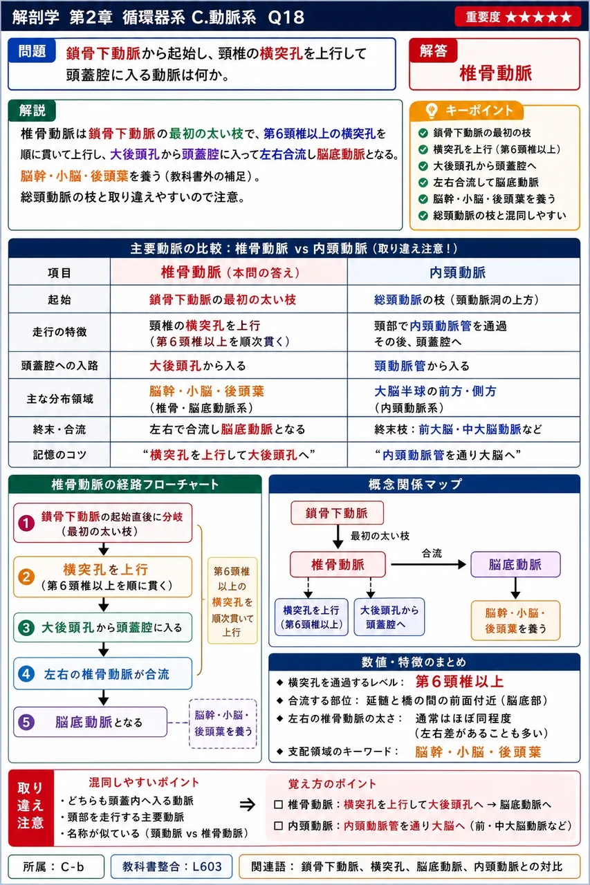 腹腔動脈の3分枝に含まれないのはどれか。 解説図