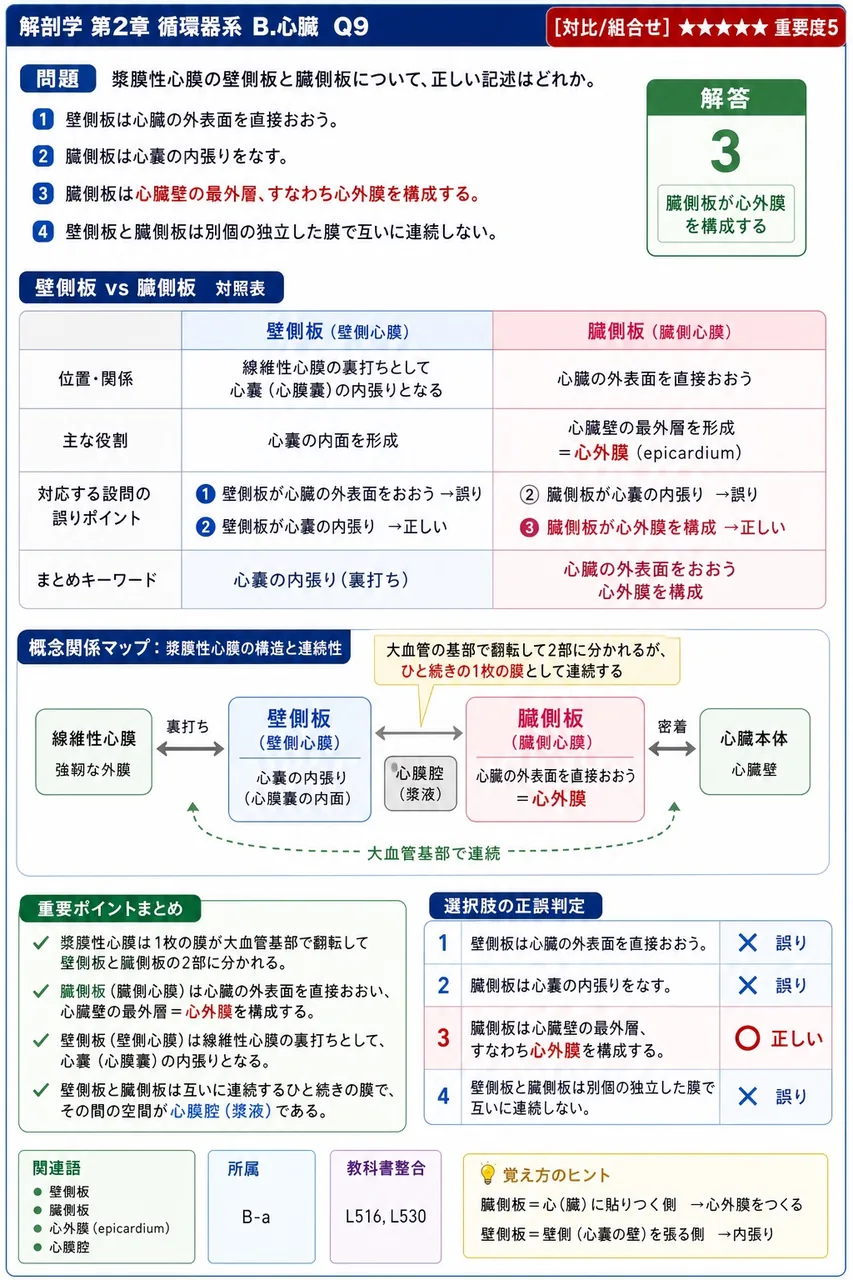 総腸骨動脈は骨盤入口付近で2本に分かれる。それぞれの名称と主な分布域を答えよ。 解説図