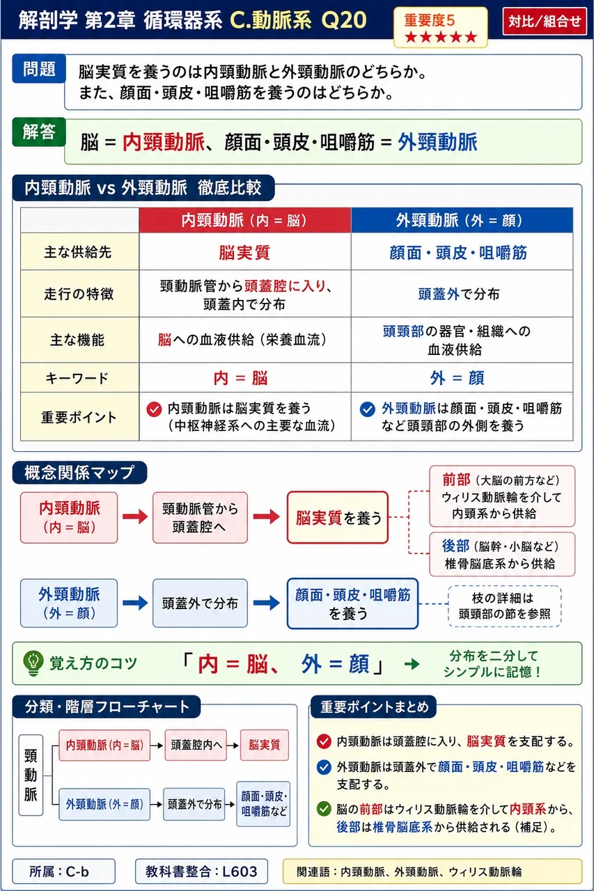 内腸骨動脈の枝は3群に分類される。①( 1 )枝(臍・膀胱・子宮・直腸の動脈)、②( 2 )枝(腸腰動脈・内陰部動脈)、③下肢に向かう枝(閉鎖動脈・上下殿動脈)である。 解説図