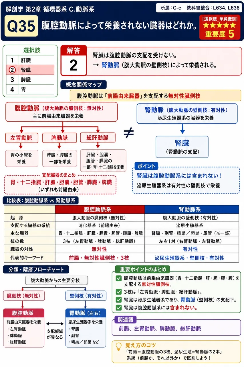 外腸骨動脈が血管裂孔を通って大腿に入った直後の動脈名と、その動脈を体表から触知できる代表部位を答えよ。 解説図