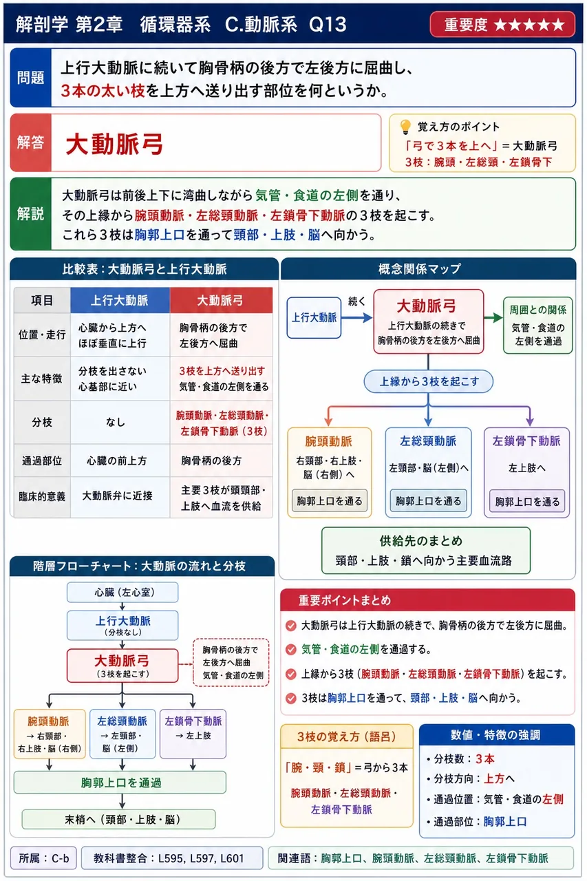 内頸静脈と鎖骨下静脈の合流部にできる角を何といい、左右どちら側に胸管が注ぐか。 解説図