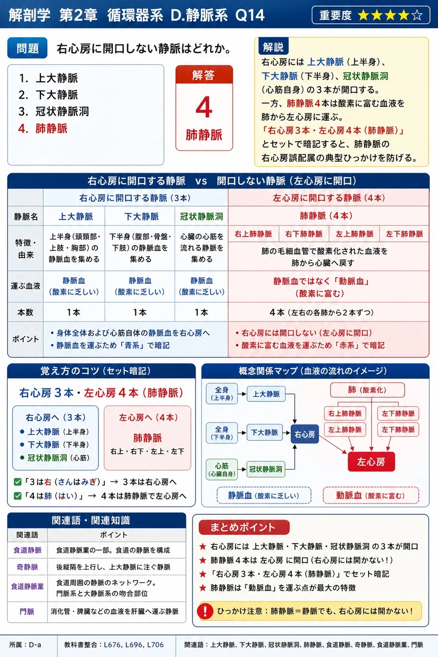 肝臓を養う2系統の血管のうち、固有肝動脈と門脈はそれぞれどの分類に該当するか。 解説図