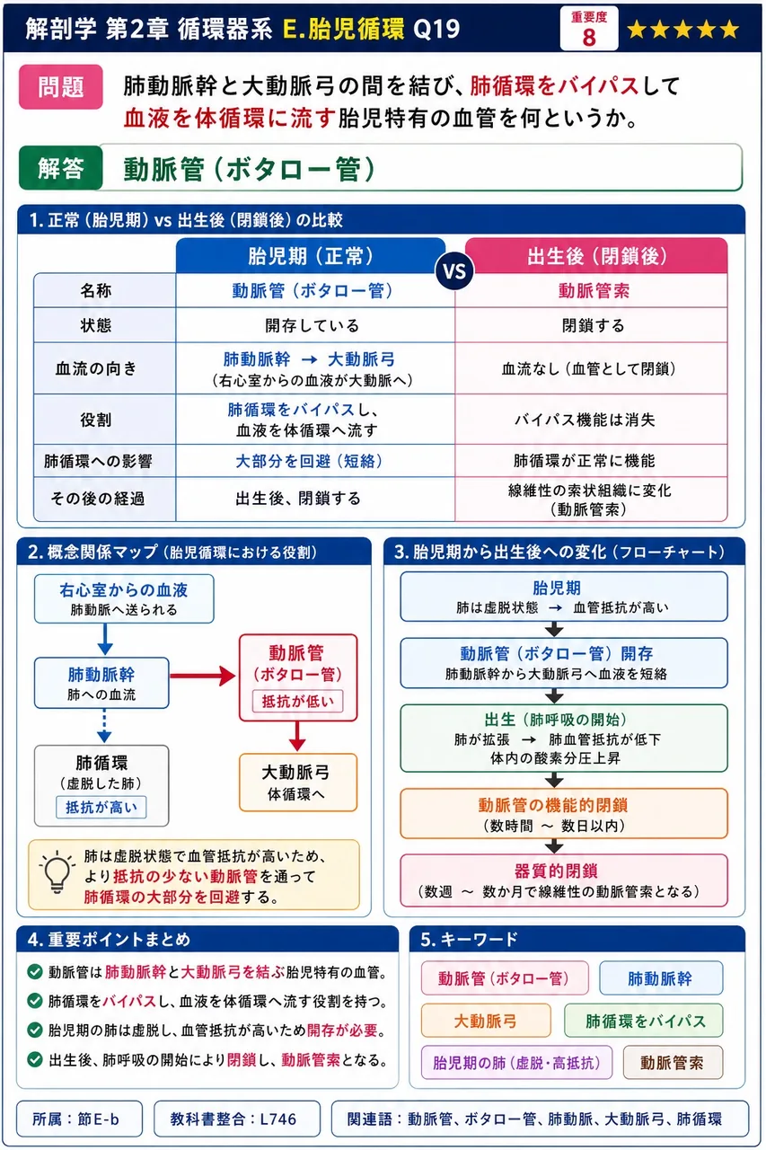 胎児で動脈管を介して血液が流れ込む先はどの循環系か。 解説図