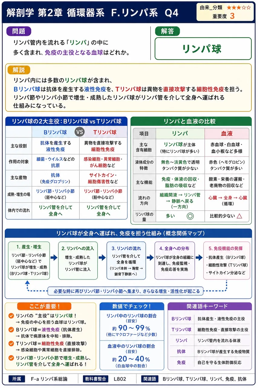 リンパ管内を流れる「リンパ」の中に多く含まれ、免疫の主役となる血球はどれか。 解説図