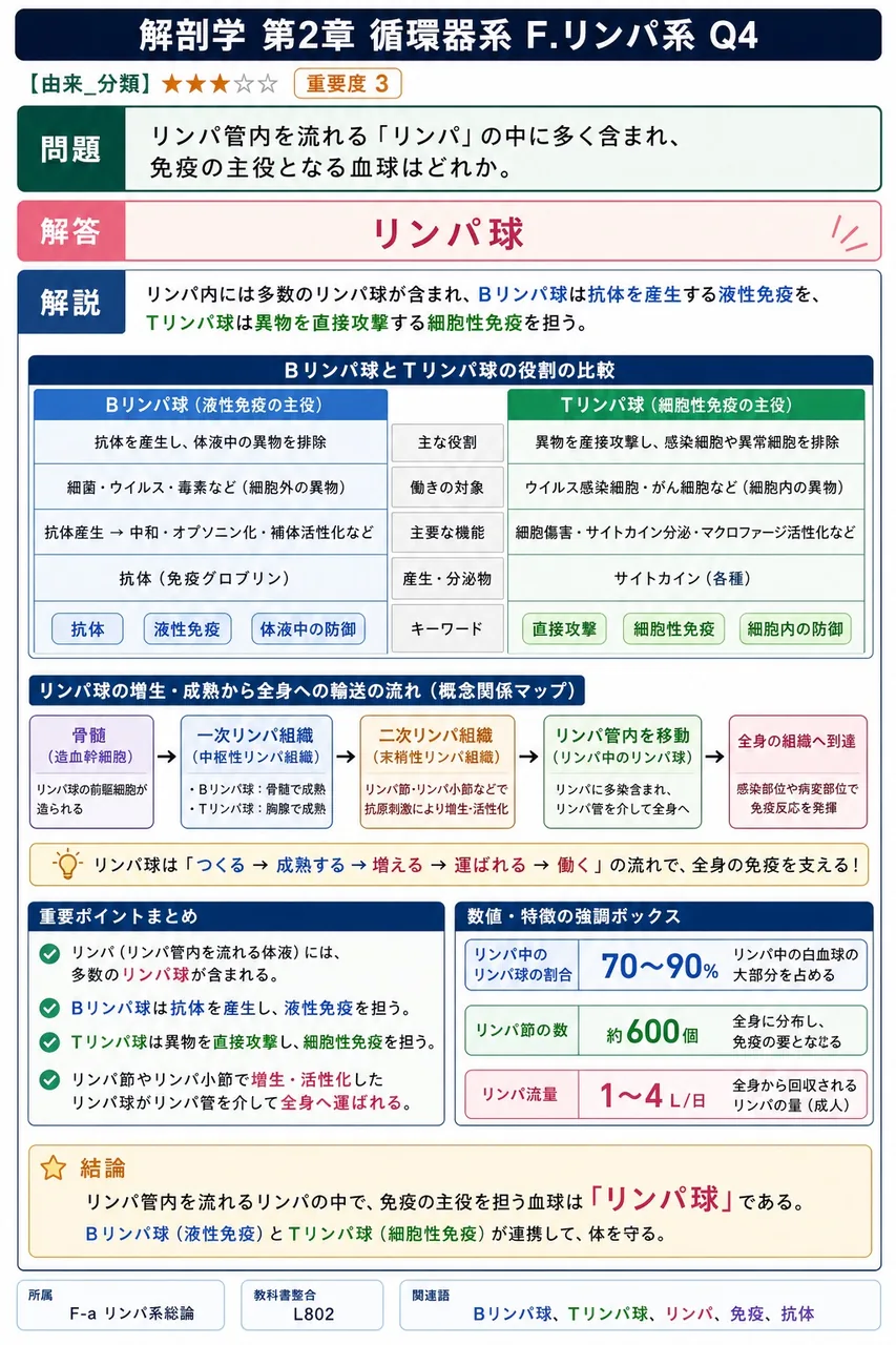 リンパ管の壁の特徴として正しいのはどれか。 解説図