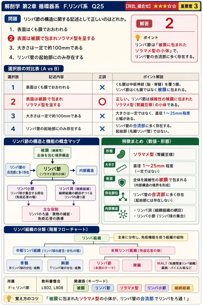 腰リンパ本幹と腸リンパ本幹が合流して大動脈の後方につくる袋状の膨らみを何というか。 解説図
