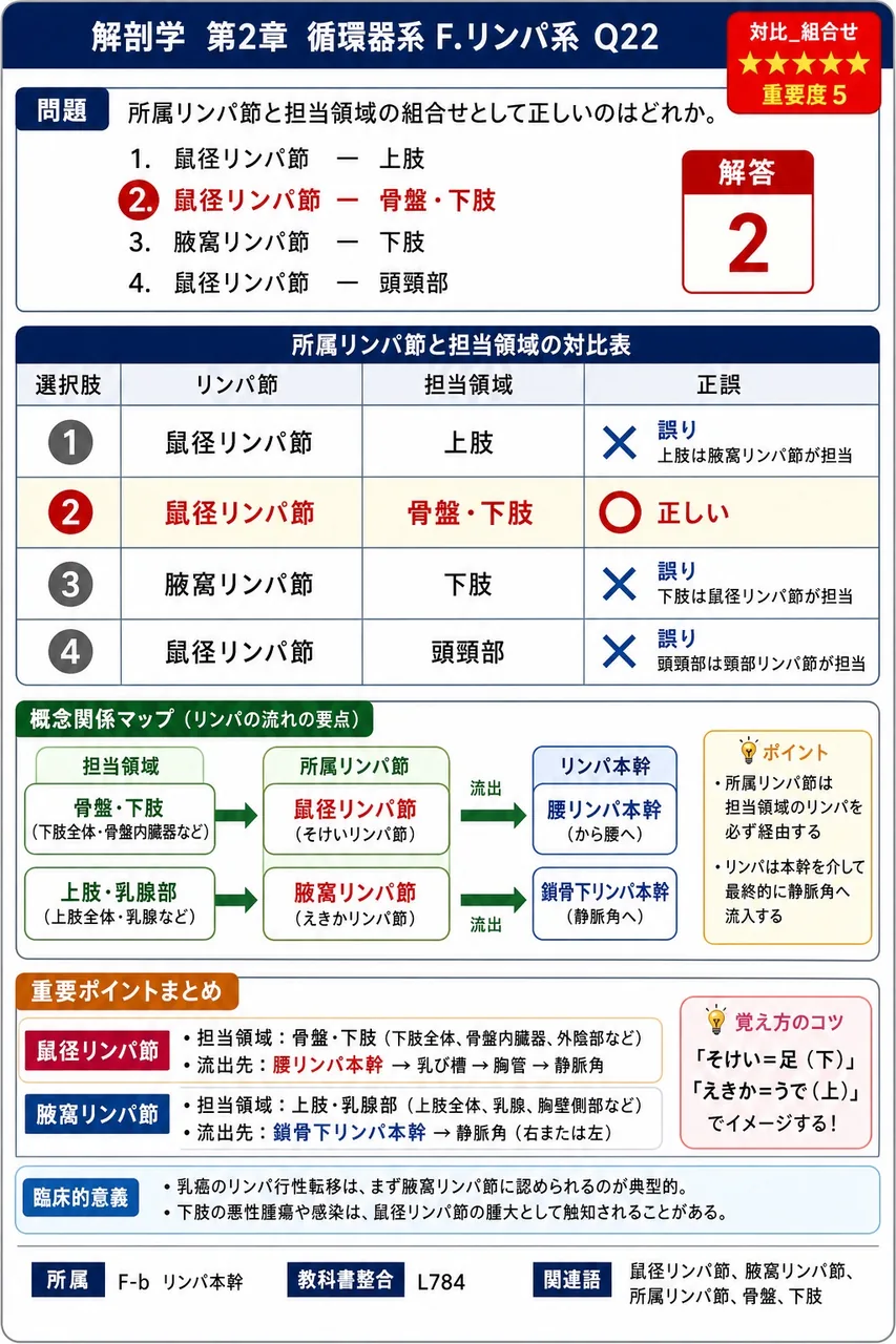 脾臓の内部構造として正しいのはどれか。 解説図