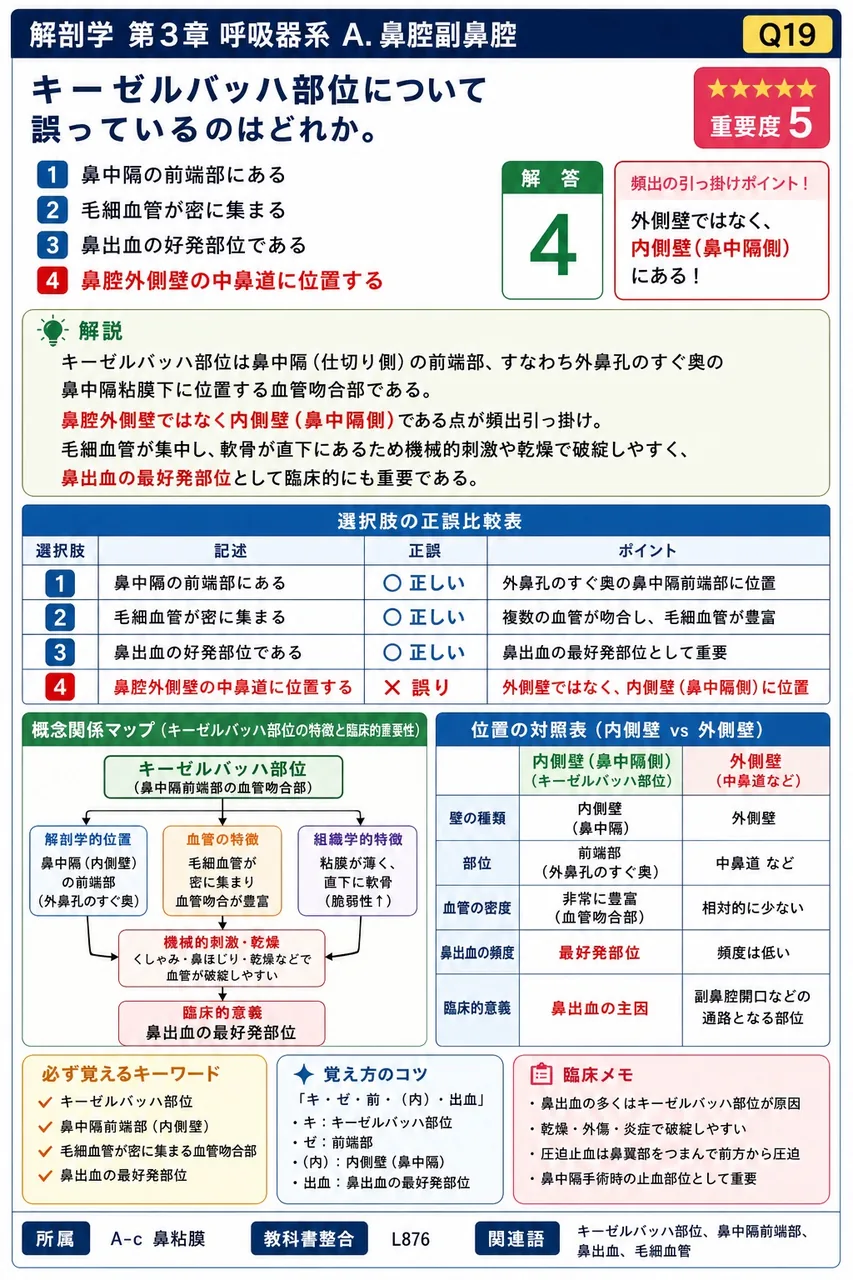 鼻腔は前方の( ① )で外界とつながり、後方の( ② )を経て咽頭に連続する。 解説図