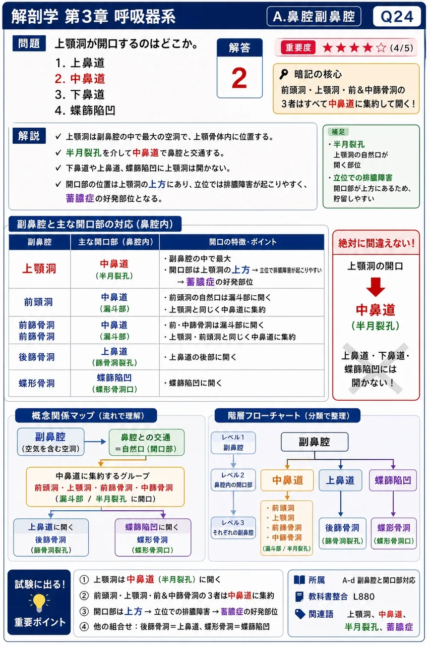 上顎洞が開口するのはどこか。 解説図