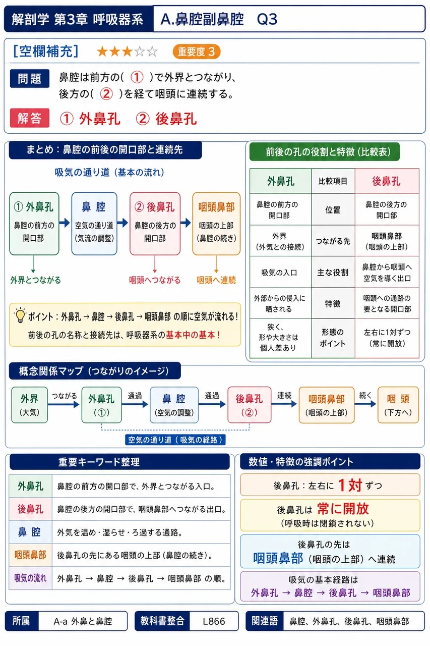 鼻腔と咽頭の境界となる開口部はどれか。 解説図