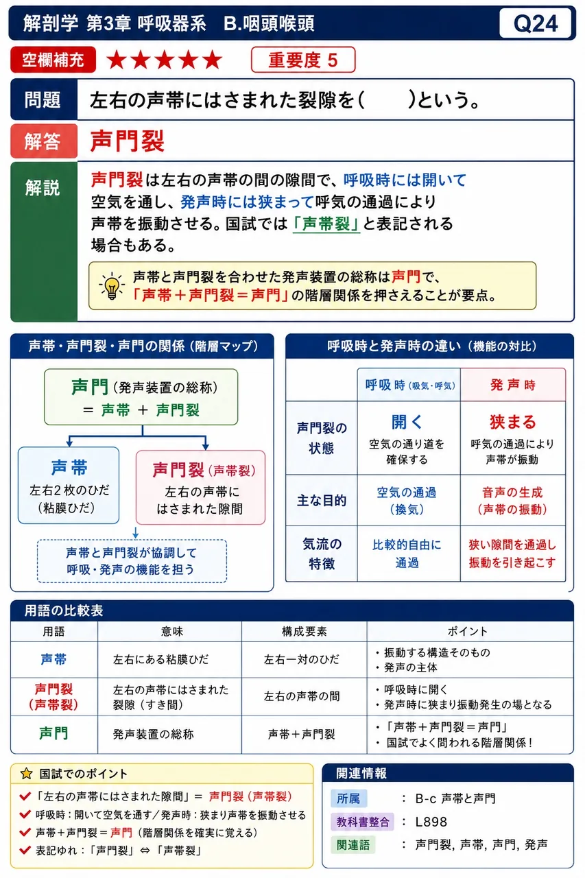 咽頭の下方に続く気道で、内部に声帯を備え発声装置として働く器官を( )という。 解説図