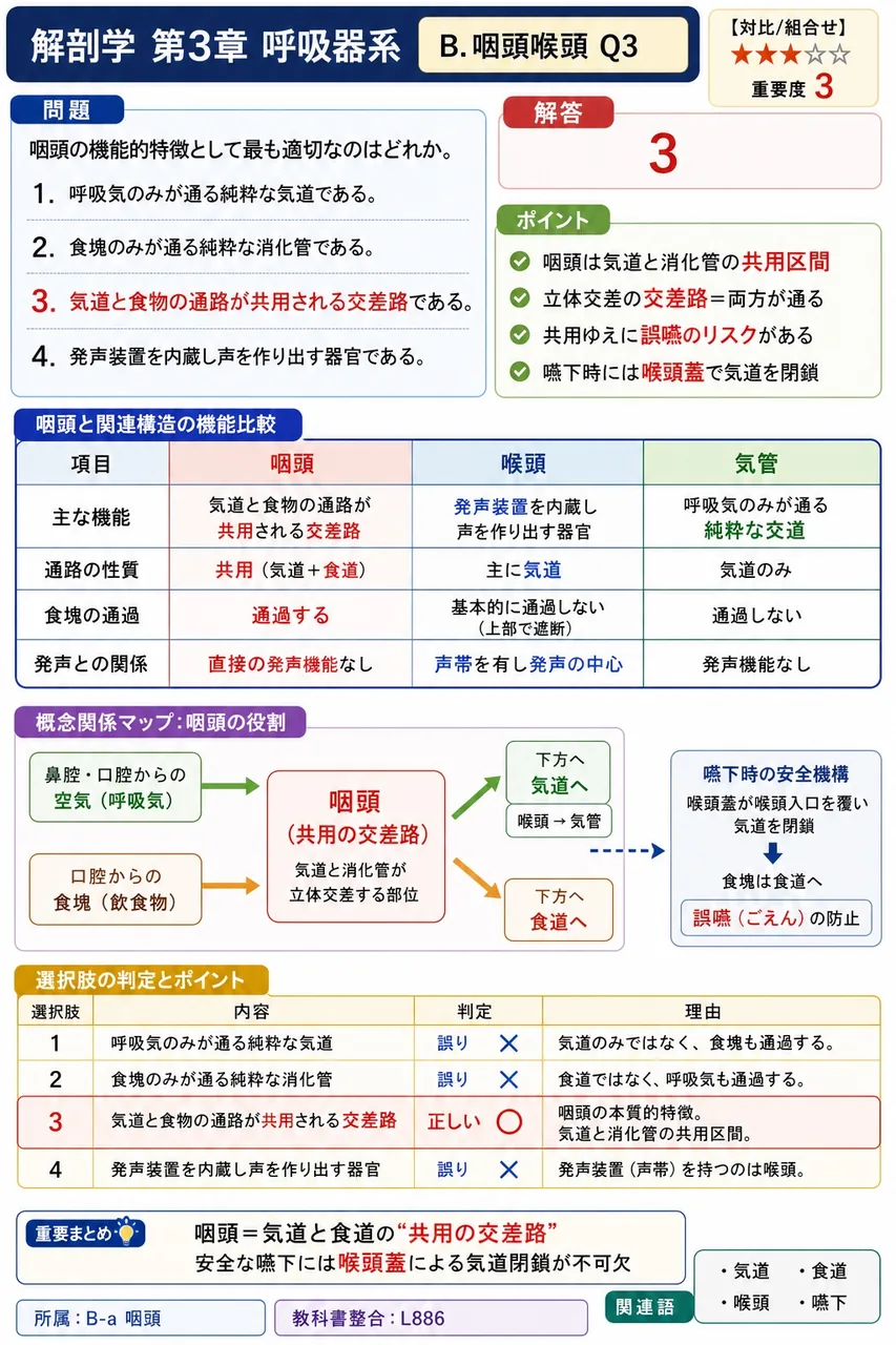 気道を上から下へたどるとき、喉頭の直下で続く構造として正しいのはどれか。 解説図