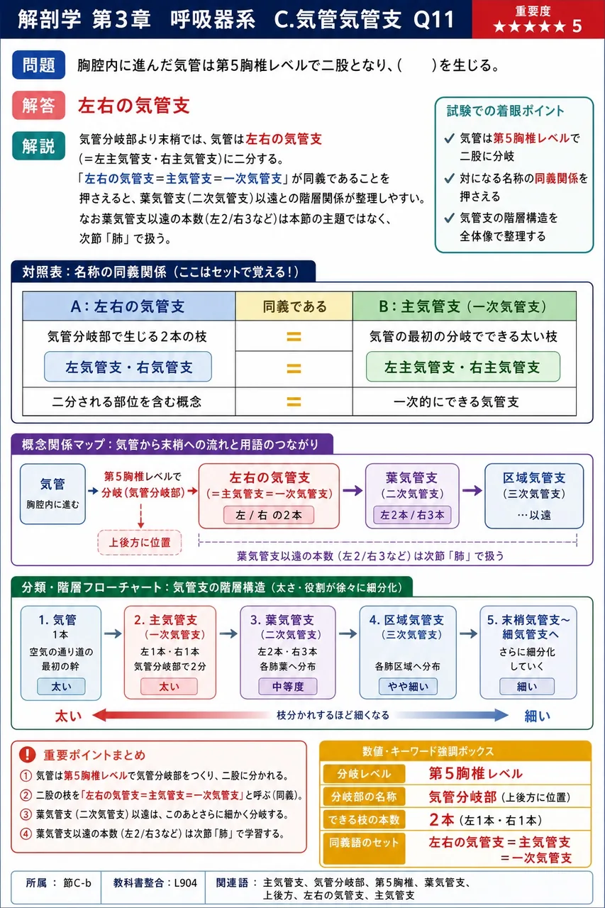 気管壁を支える約20個の気管軟骨は、後方が開いた形状をしている。この形状を( )という。 解説図