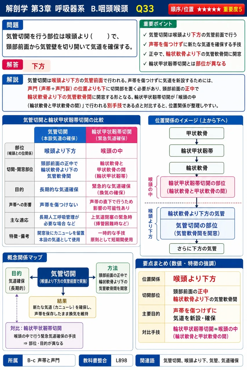気管が左右の気管支に分かれる場(およそ第5胸椎の高さ・心後方上部)を( )という。 解説図