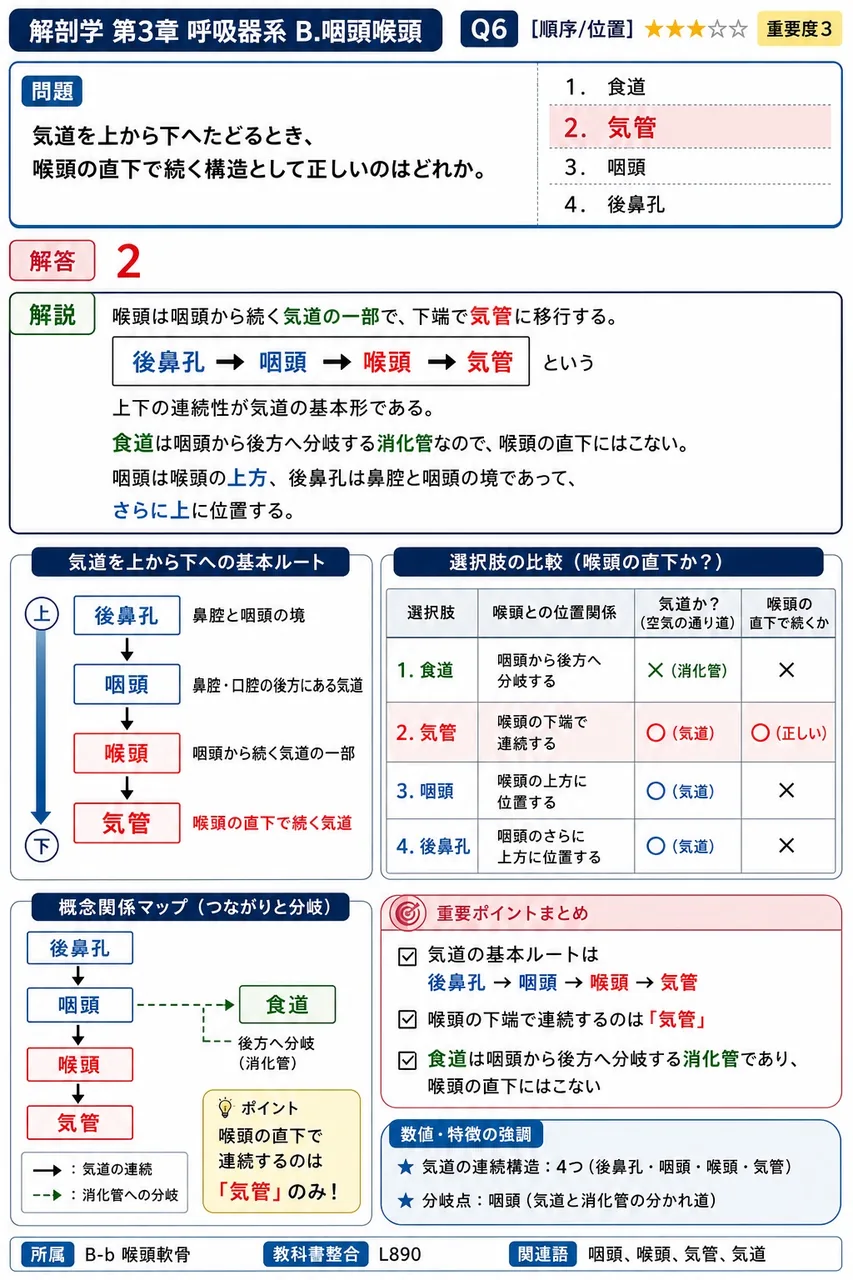 吸気の通路を上方から順に並べたとき、( )に当てはまる構造を答えよ。 鼻腔→咽頭→喉頭→( )→主気管支→葉気管支 解説図