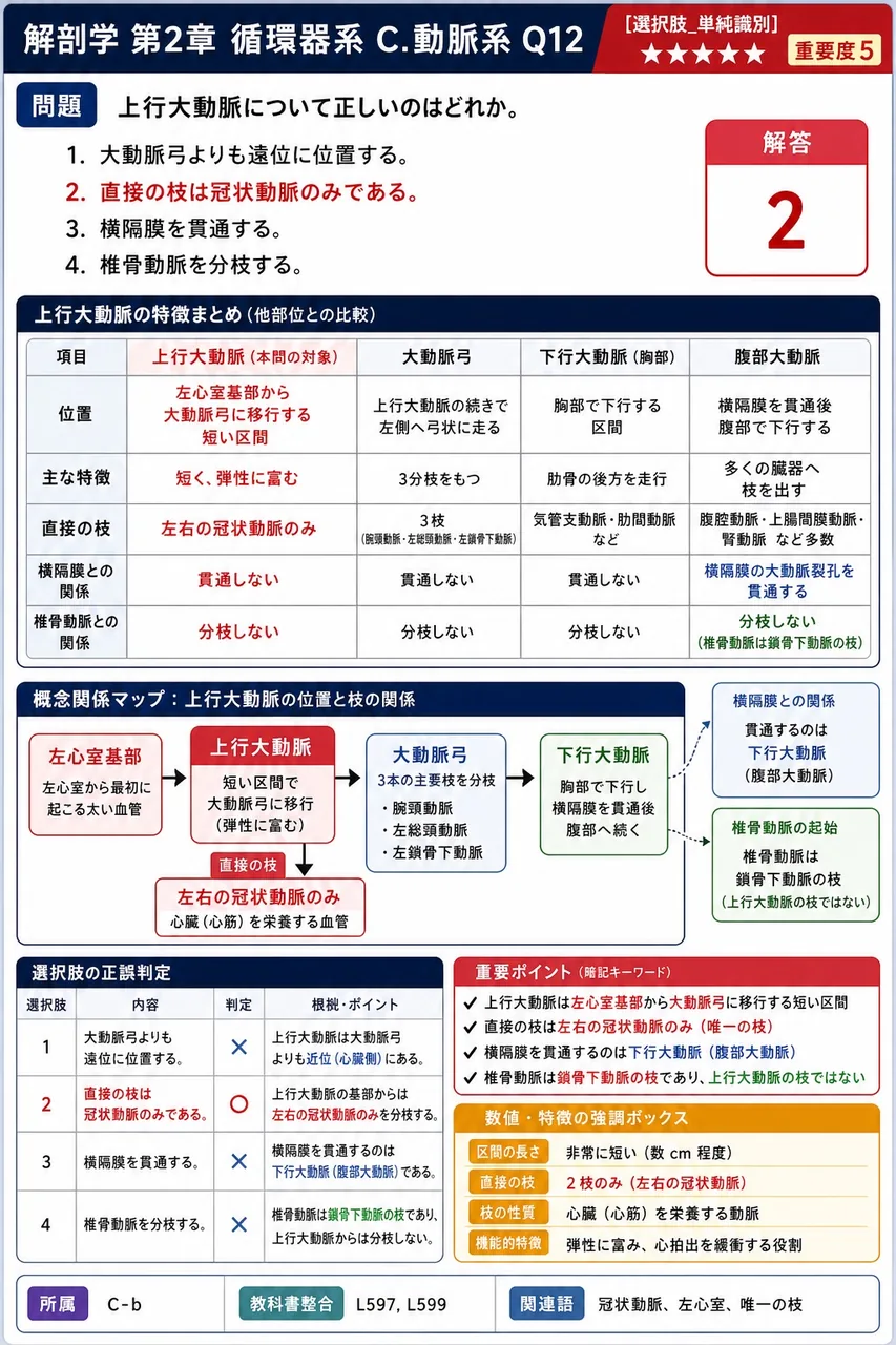 肺内で気管支が約20〜23回もの分岐を経て樹木状に広がる構造を( )と呼ぶ。 解説図