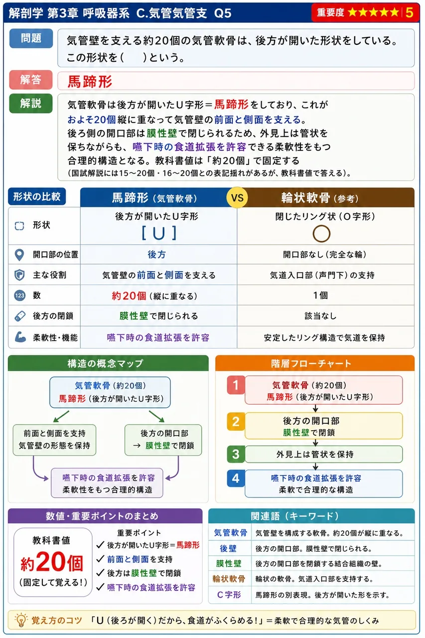 胸腔の大半を占有し、左右一対で中央の縦隔をはさむ呼吸器の主役にあたる臓器を( )という。 解説図