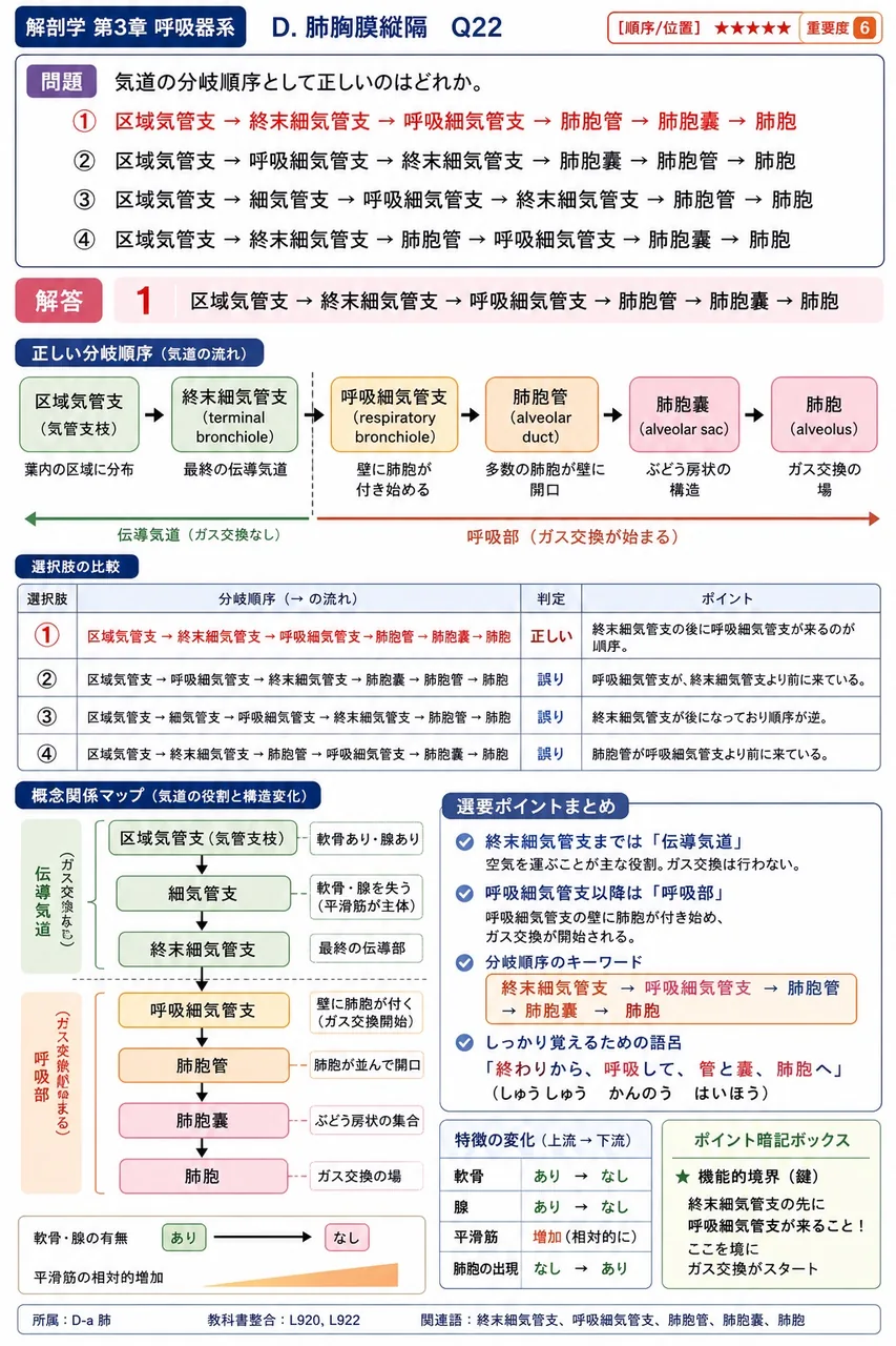 肺は、左右に分かれて中央の( )を間にはさんで存在する。 解説図