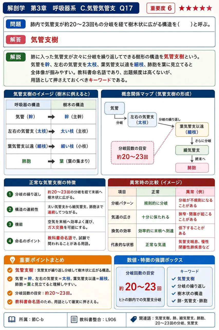 中葉が存在するのはどちらの肺か、また、それと対比して左肺の上葉下部に組み込まれる類似領域の名称はどれか。組合せとして正しいのはどれか。 解説図