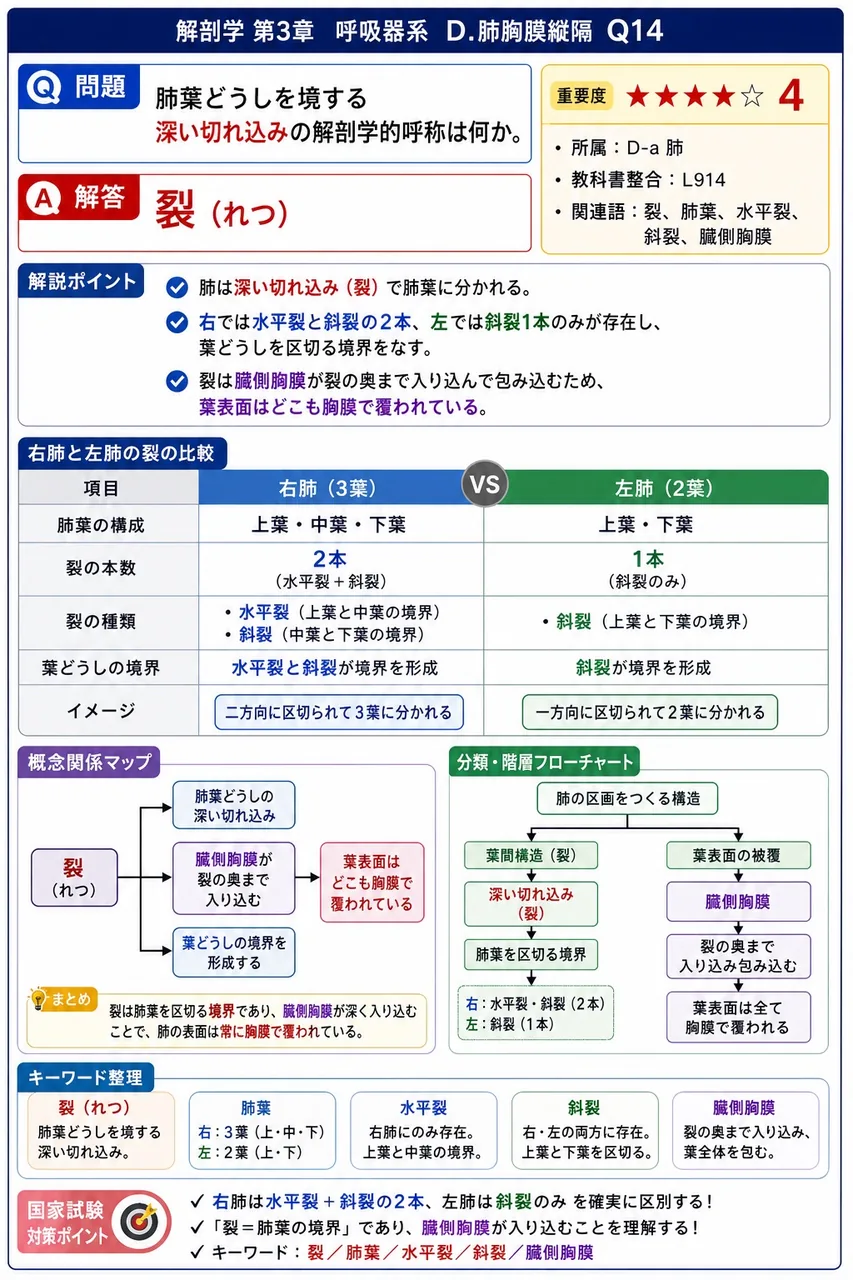 ガス交換が行われる場として正しいのはどれか。 解説図