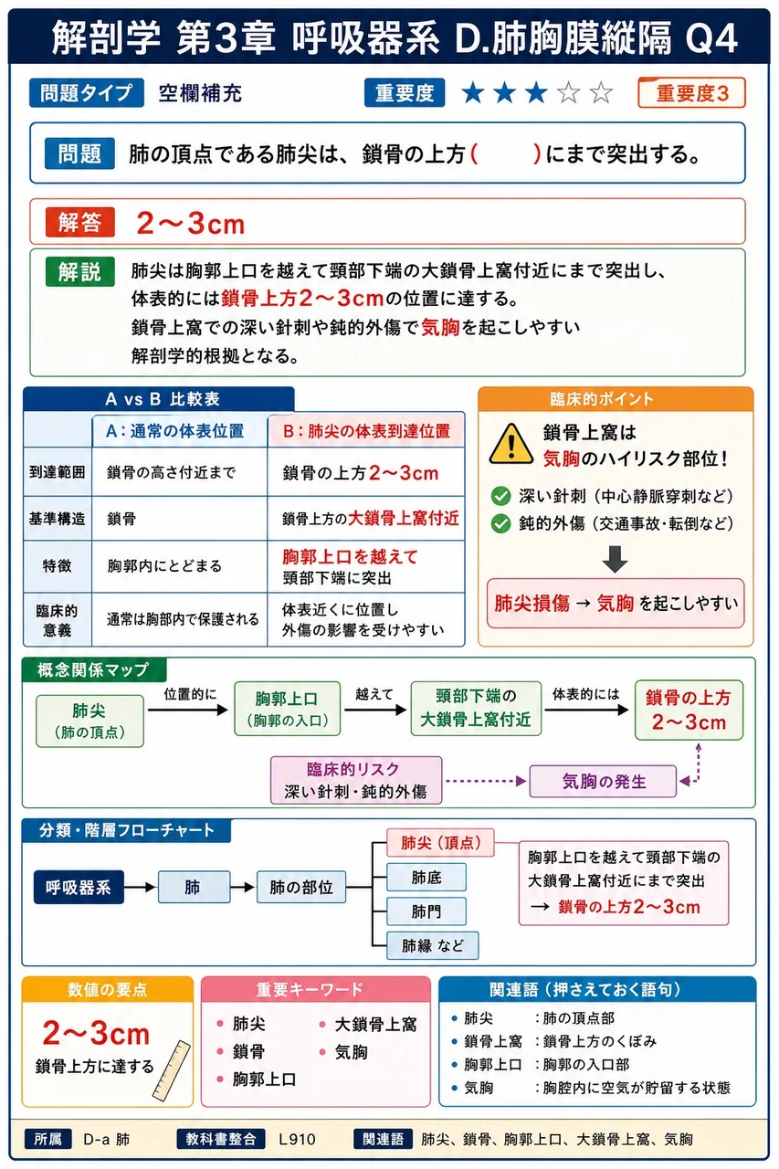 左右の肺に挟まれ、前方は胸骨、後方は脊柱に囲まれた、胸郭の中央部を( )という。 解説図