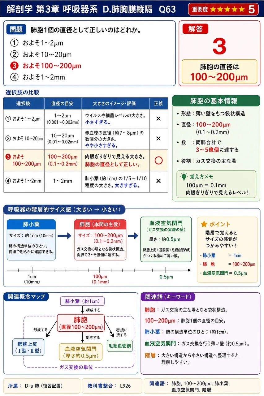 肺胞1個の直径として正しいのはどれか。 解説図