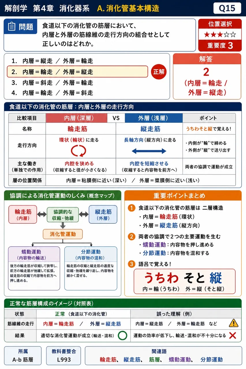 消化管の壁を最も内側の層から外側の層へ順に並べたとき、3つの主要な層を答えよ。 解説図