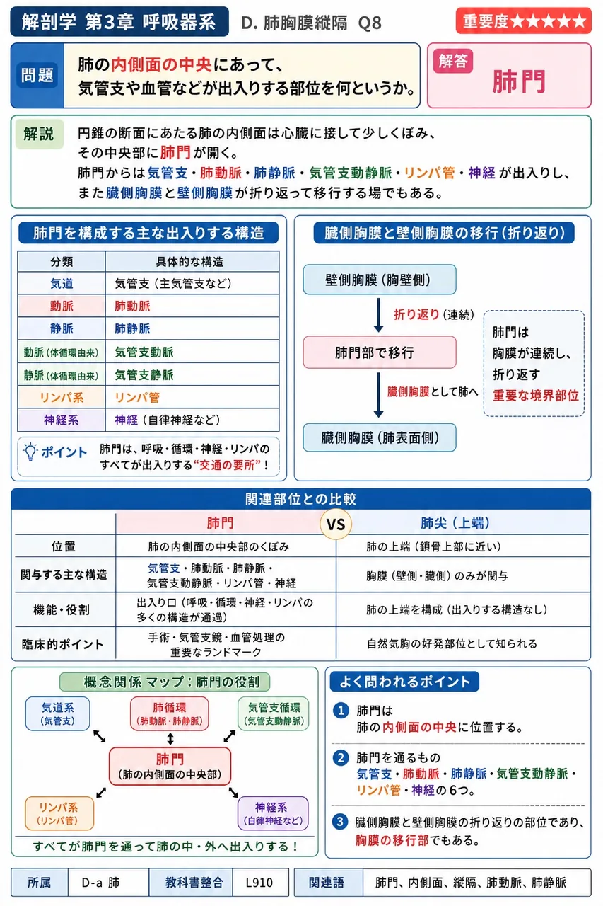 食道腺と十二指腸腺が分泌活動を行う粘膜の層はどこか。 解説図