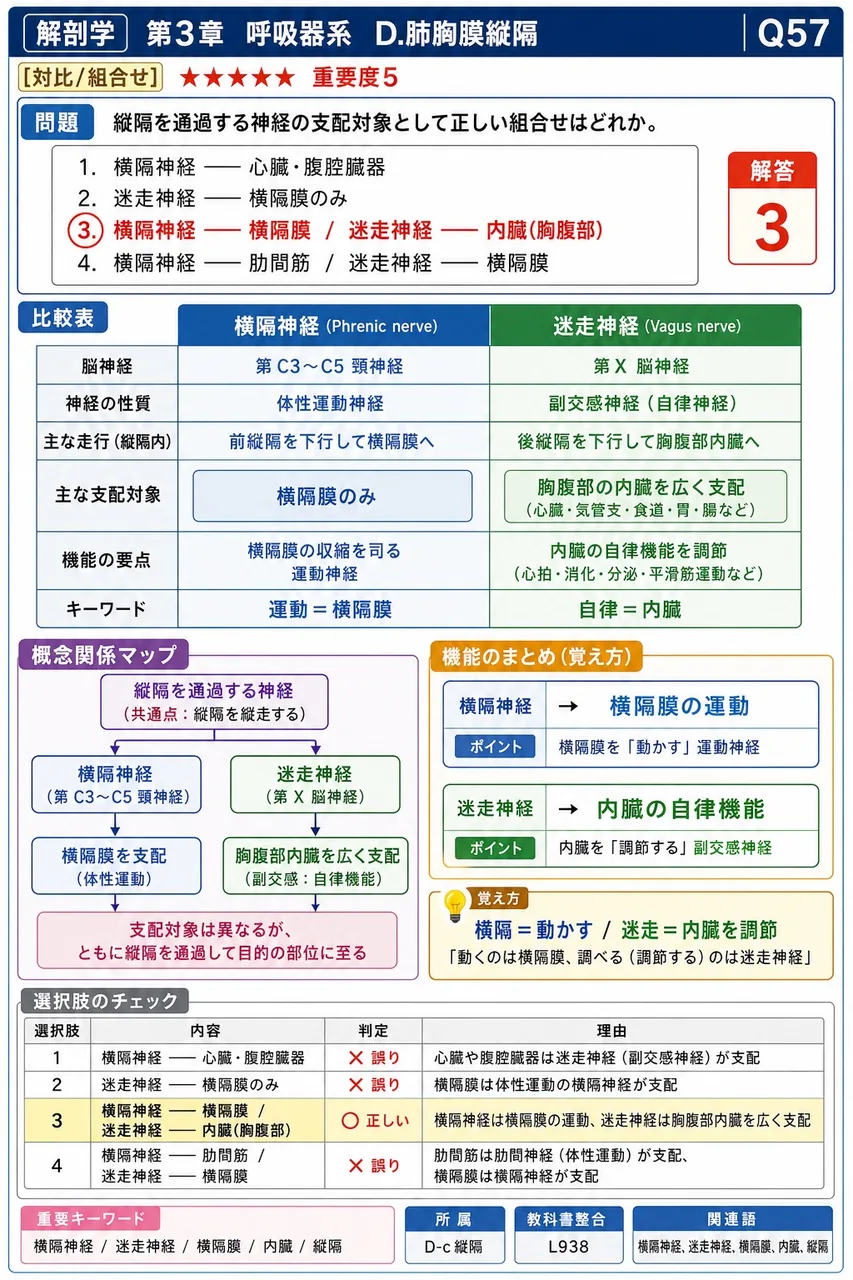 消化管の筋層の筋種について、口腔から食道上部までと食道下部から肛門までの組合せとして正しいのはどれか。 解説図