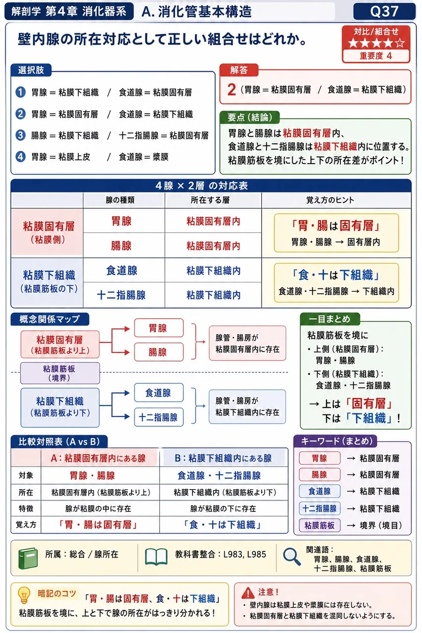回腸で多数のリンパ小節が集まり形成する構造の正式名称と別名を1組答えよ。 解説図
