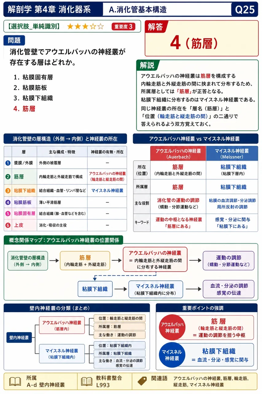 消化管壁の3層構造を、内腔側から外側に向かって連続する7つの層に細分すると、どのように並ぶか。記憶から再生して順に答えよ。 解説図
