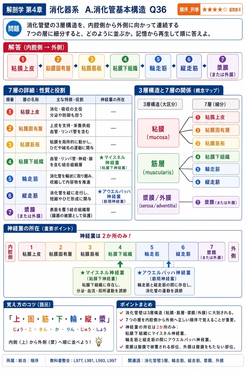 消化管の筋層が骨格筋から平滑筋へ切り替わる境界部位はどこか。 解説図