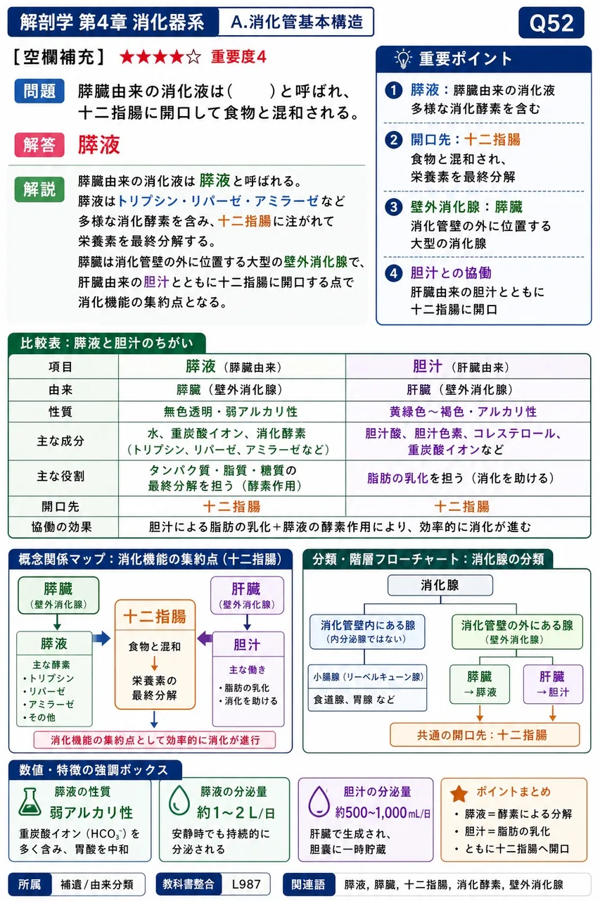 縦走筋が消化管壁の中で占める位置として正しいのはどれか。 解説図