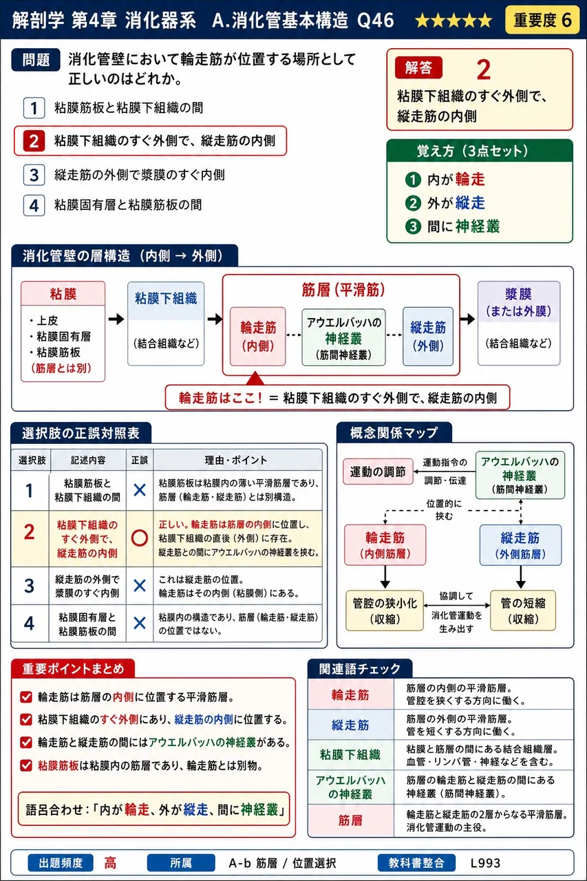 肛門の粘膜上皮を構成する上皮の種類はどれか。 解説図