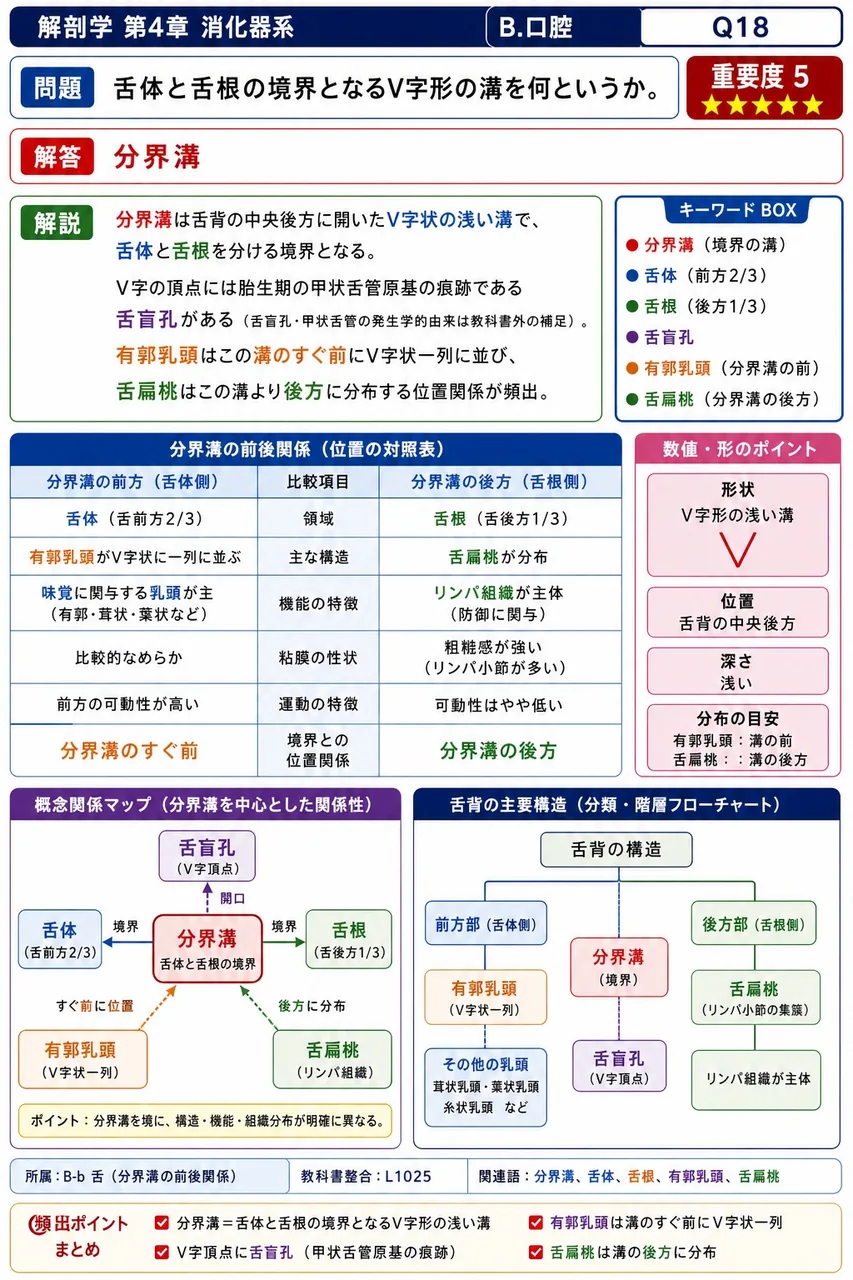 舌体と舌根の境界となるV字形の溝を何というか。 解説図