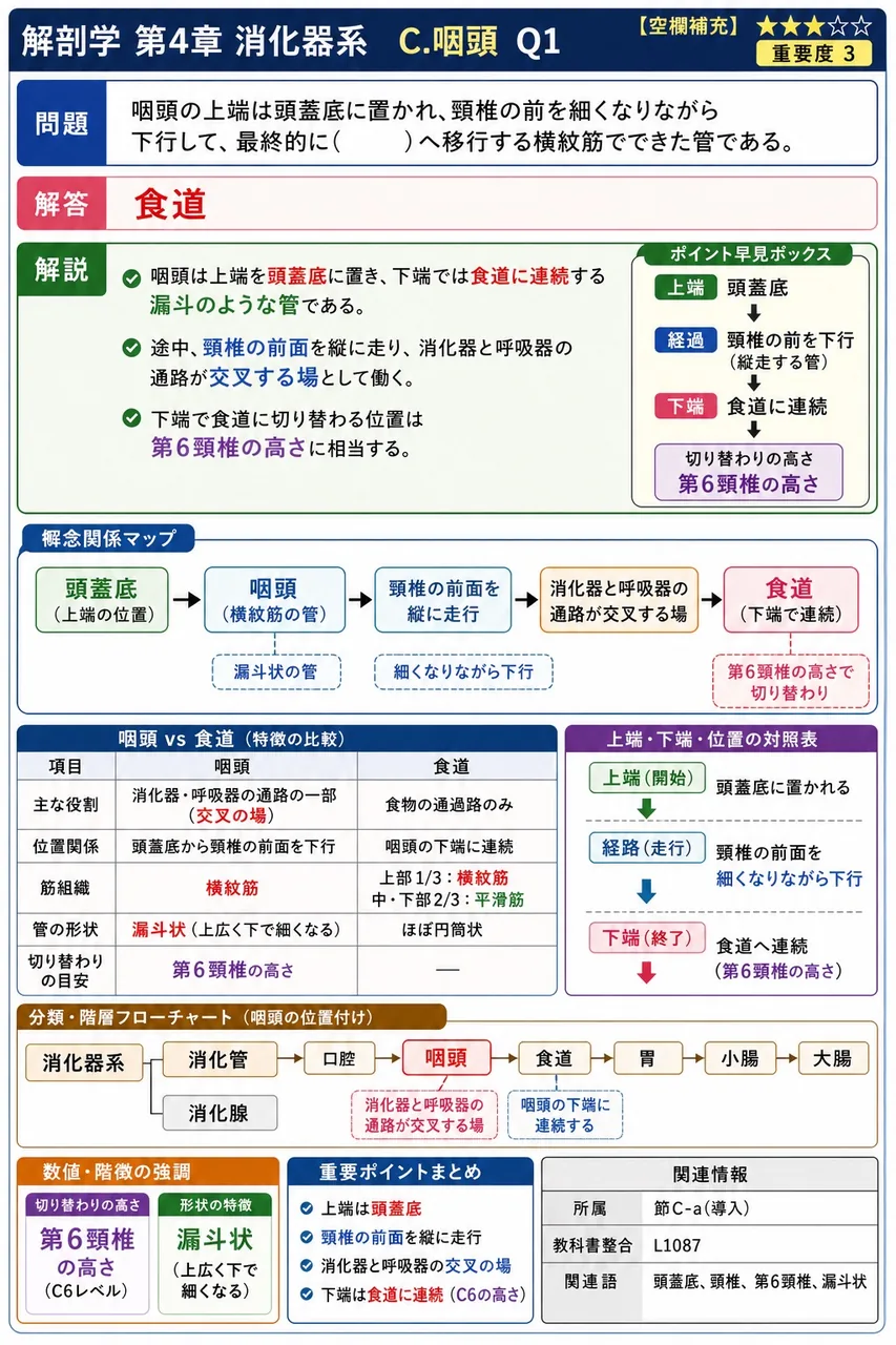 咽頭の前面には3つの開口がある。最も上方に位置し、鼻腔とつながる開口を( )という。 解説図